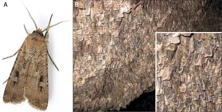 an individual bogong moth, left, and a mass of moths on a cave wall, right