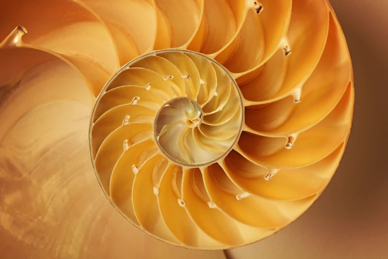 Nautilus shell