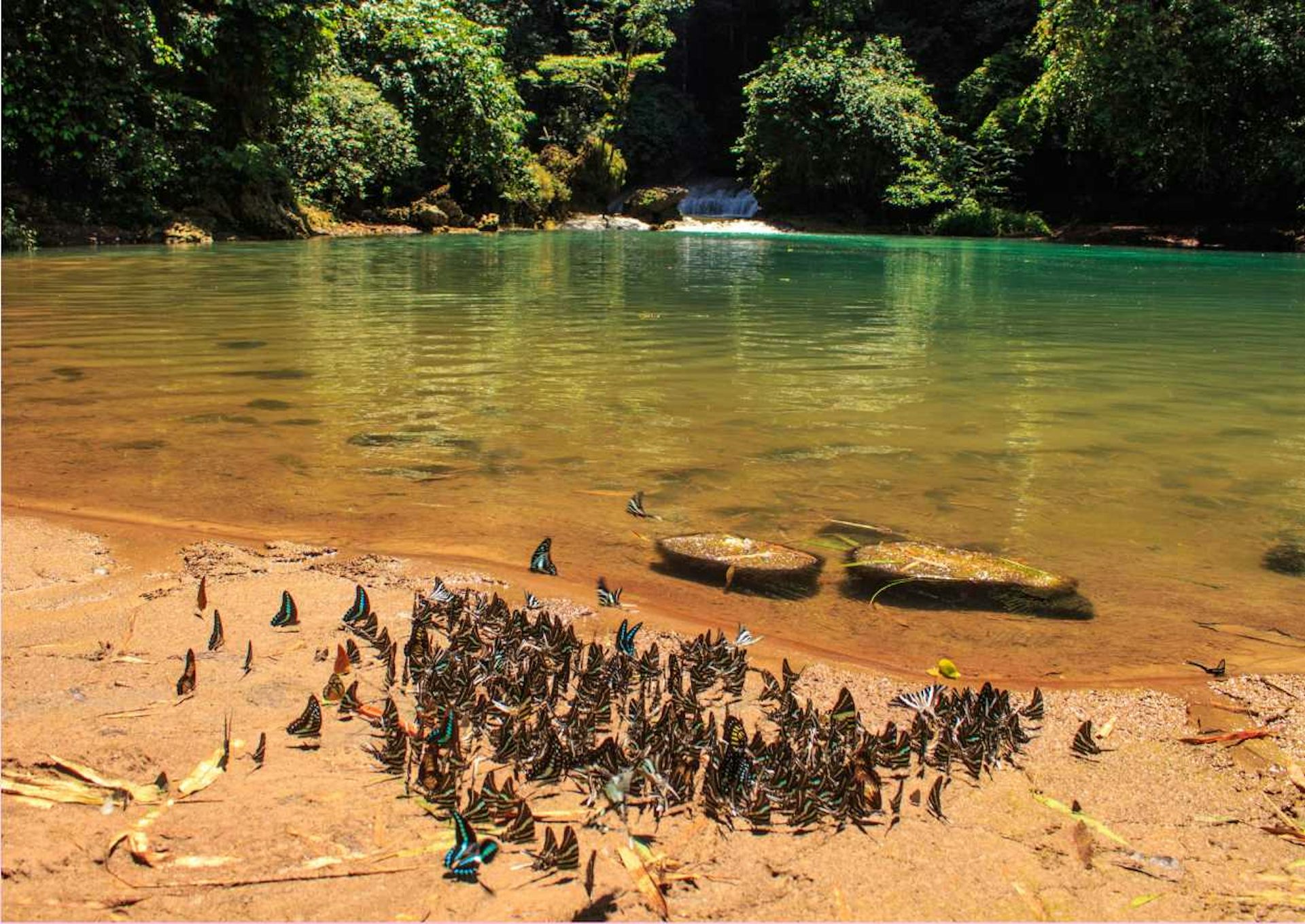 Menapak tilas jejak Alfred Wallace di Maros dan 'surga' kupu-kupu Bantimurung