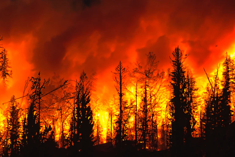 Fuego forestal.