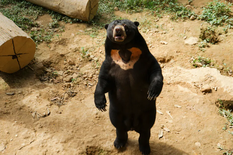 Sun Bea R Sun bears appear so human-like they are mistaken for people in suits ...