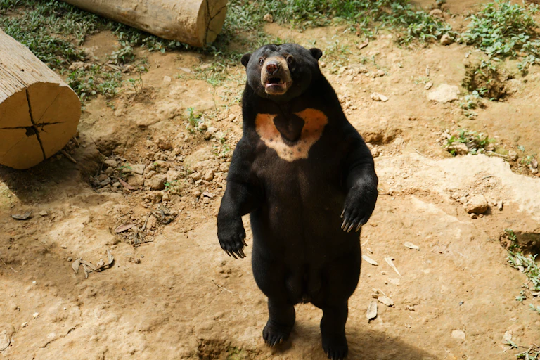 Sun bear standing upright