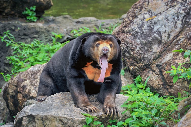 Sun bear sitting on rock with long pink tongue hanging out