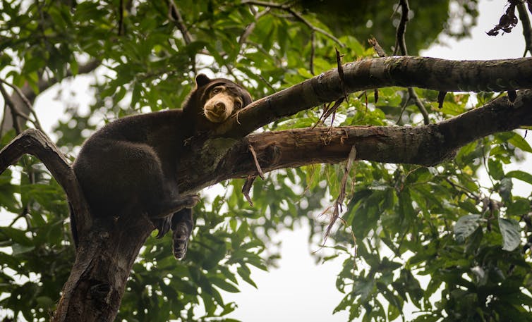 Sun bear resting in the crook of a tree.