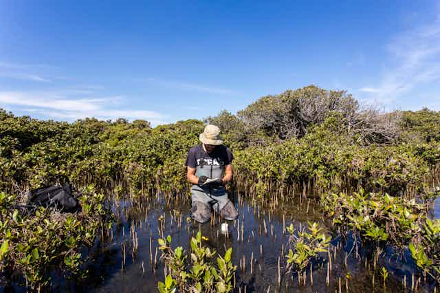 A scientist sitting in a mangrove swamp recording data.