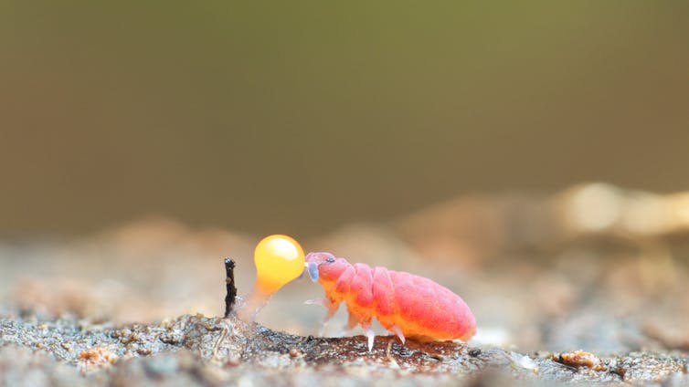 A soil animal eating mould.
