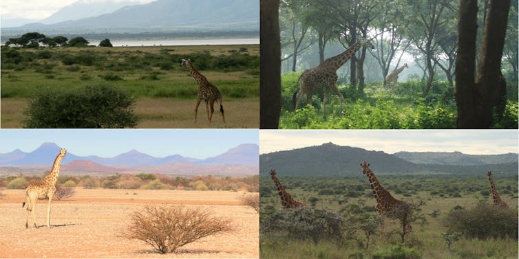 Four panels each with distant, different-looking giraffes in diverse African settings.