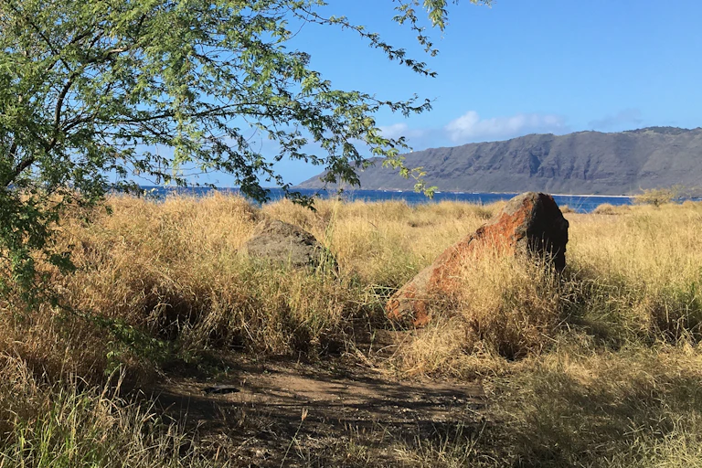 Dry grasses and one small tree on the coast, with the ocean and mountains in the background.