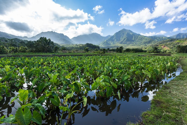 Photo of a farm landscape with wet taro fields and mountains shrouded with clouds in the background.