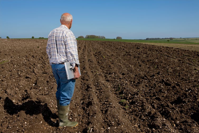 Grey haired farmer looks at field