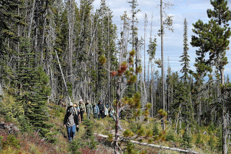 A group of people hikes through a forest with dead trees on one side.