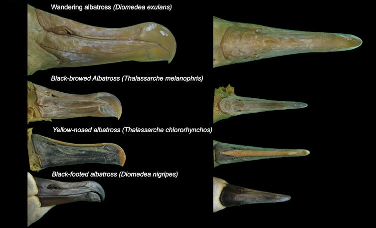A composite image showing a variety of albatross beaks, lined up and labelled, against a black background