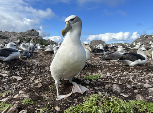 Thick ones, pointy ones – how albatross beaks evolved to match their prey