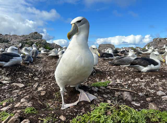 A photograph of an albatross with its head tilted to one side, looking at the camera while standing on a rocky hilltop, with other birds resting in the background.