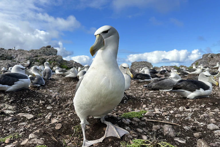 A photograph of an albatross with its head tilted to one side, looking at the camera while standing on a rocky hilltop, with other birds resting in the background.