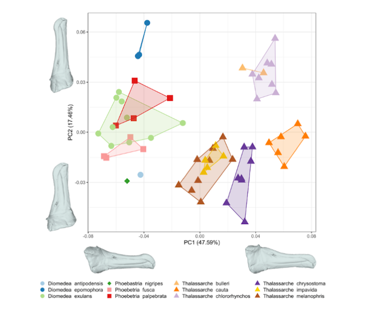A chart showing the results of 3D analysis showing how albatross species beaks can differ in both size and proportion.