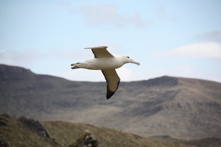 A photo showing the southern Royal albatross in flight, side view with outstretched wings against a pale blue sky and hillside