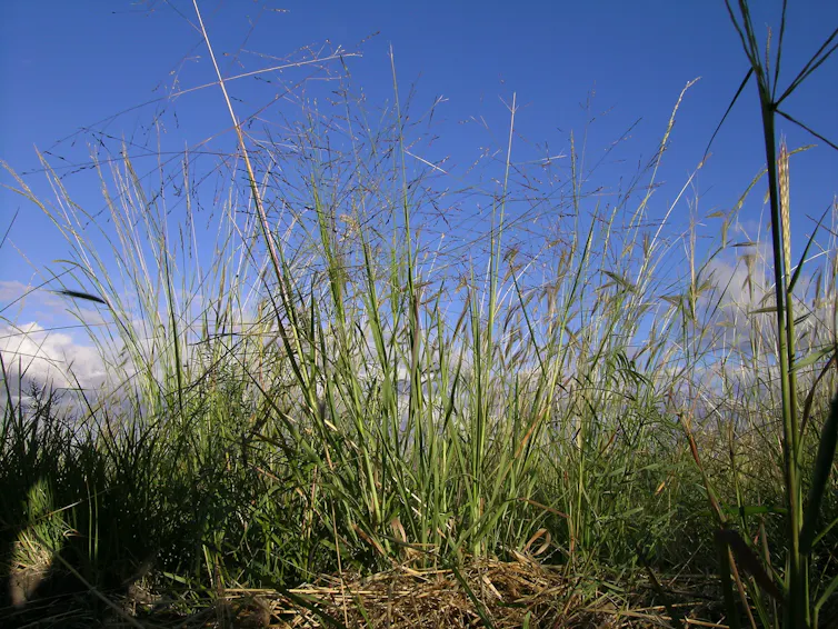 native millet