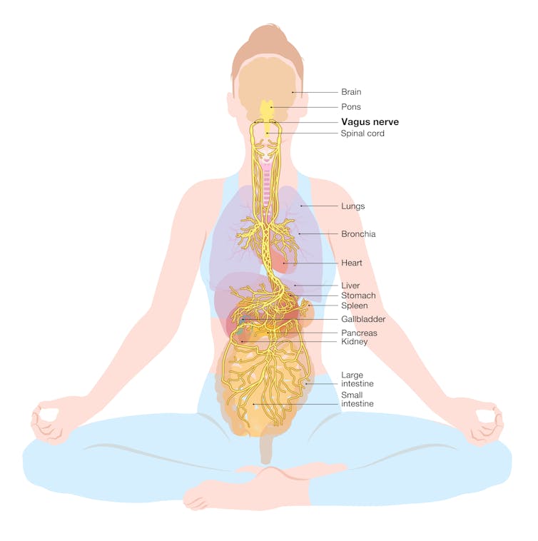 diagram shows vagus nerve through woman's body