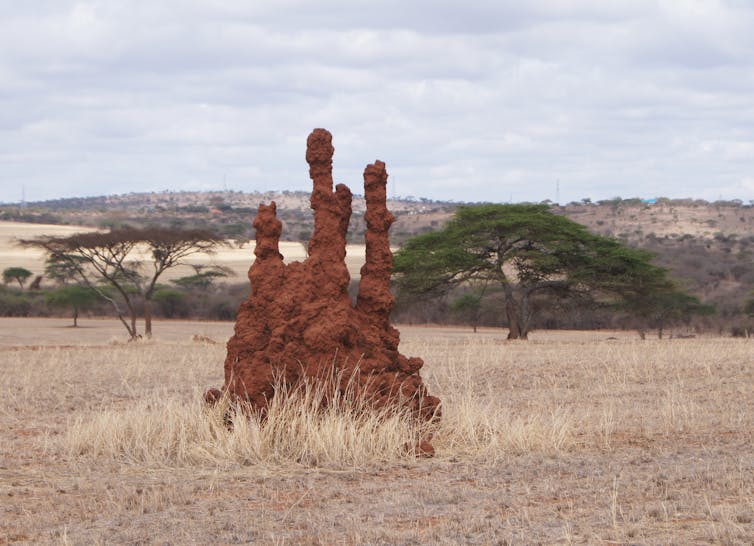 A termite mound on the Savanna.