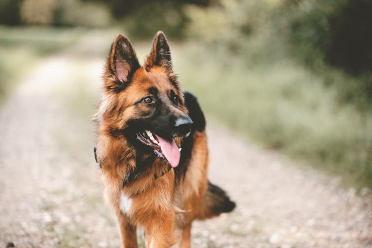 German shepherd standing in country lane