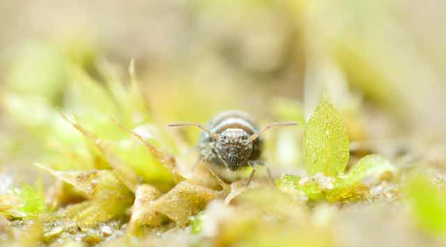 Springtail standing next to a moss leaf