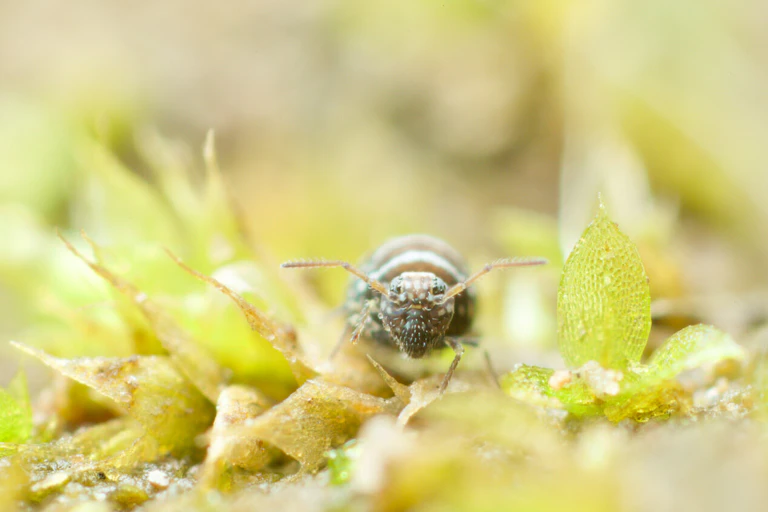 Springtail standing next to a moss leaf