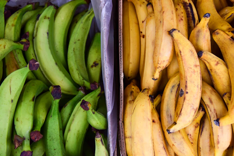 Close up overhead view of two piles of green and yellow plantains