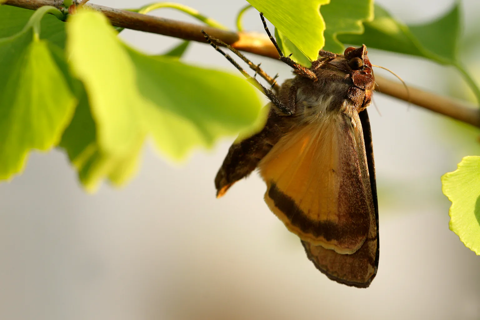 Why moths might be more efficient pollinators than bees and butterflies