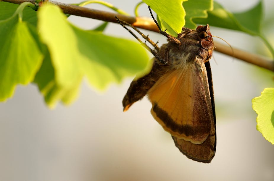 Moth hangs from under a leafy tree branch