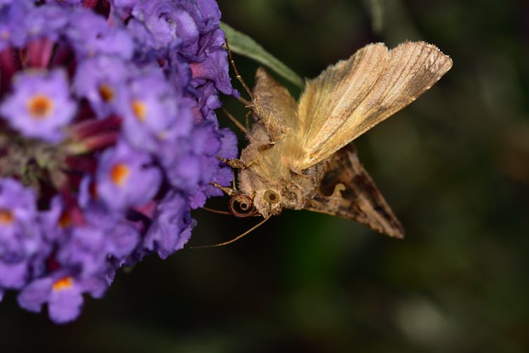 Moth perches on purple flower.
