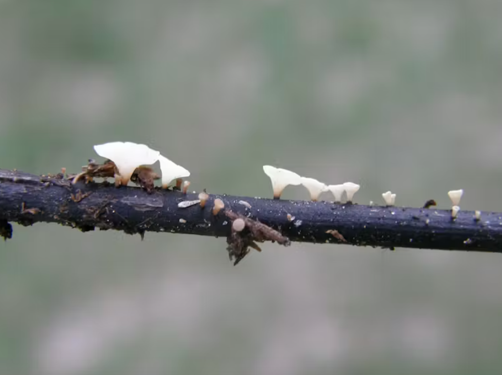 Branche envahie de champignons