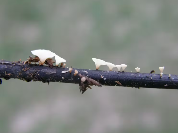 Branche envahie de champignons