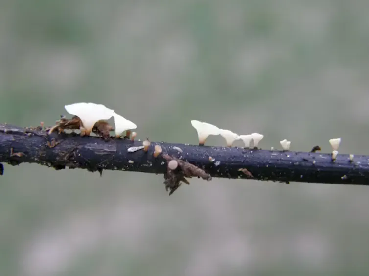 Branche envahie de champignons
