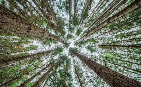 Critics of ‘degrowth’ economics say it’s unworkable – but from an ecologist's perspective, it’s inevitable