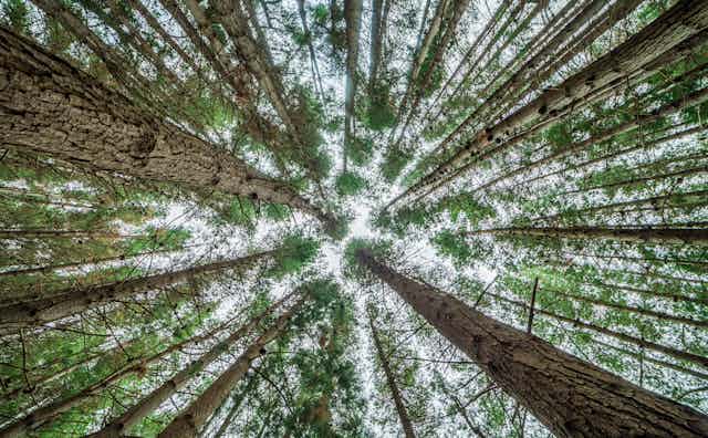 Forest canopy seen from below