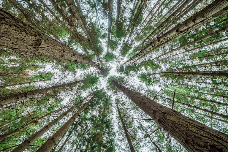 Forest canopy seen from below