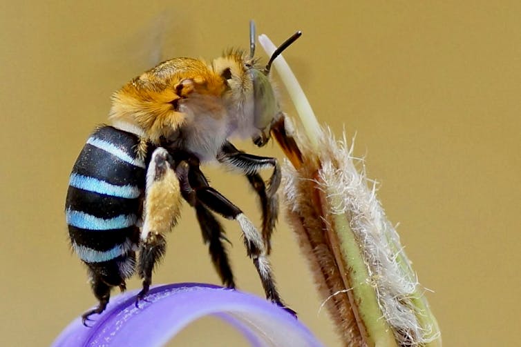 Bee with blue bands on a flower