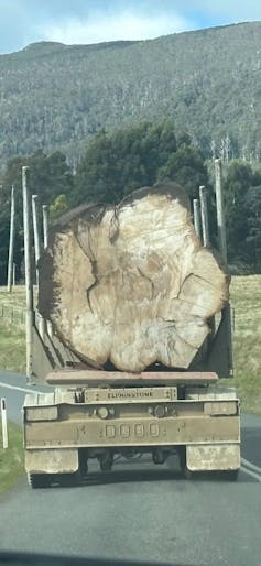 florentine valley logged tree`