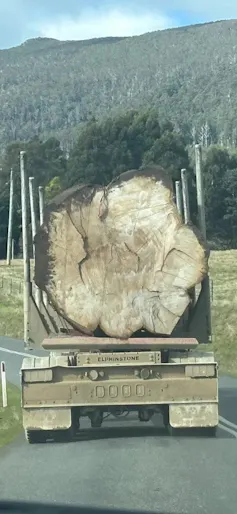florentine valley logged tree`