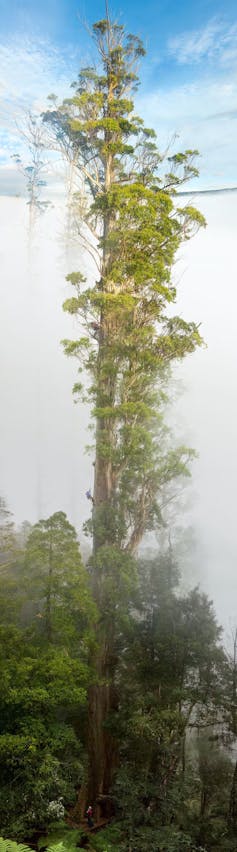 Mountain ash giant