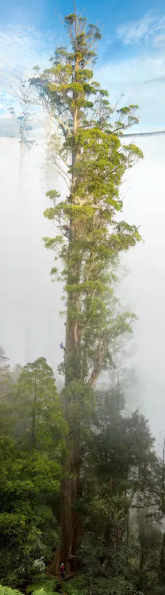 Mountain ash giant