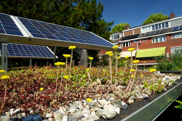 Solar panels installed on a green roof garden with flowering plants in the foreground