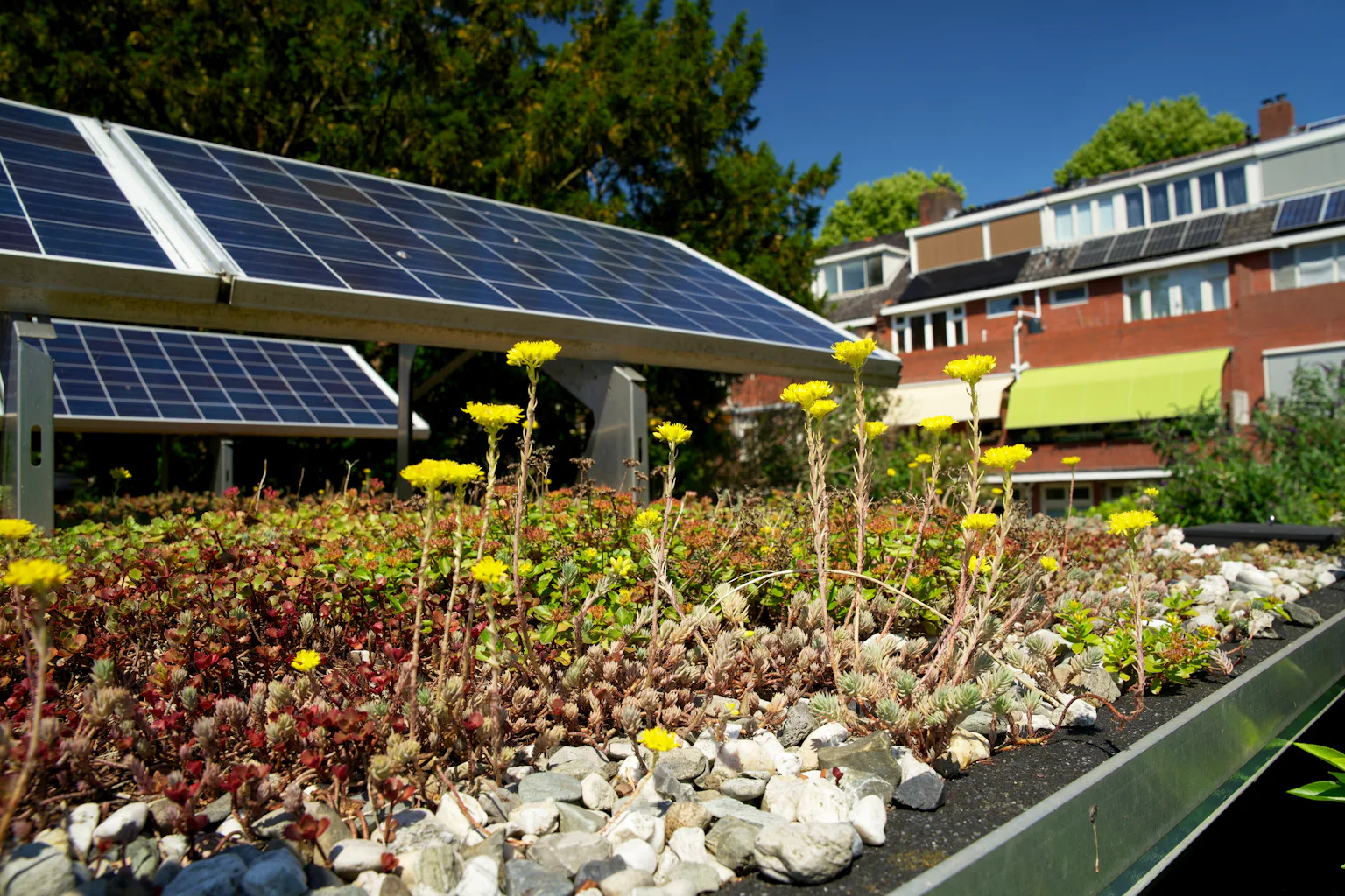 A Green Roof Or Rooftop Solar You Can Combine Them In A Biosolar Roof a-green-roof-or-rooftop-solar-you-can-combine-them-in-a-biosolar-roof