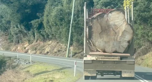 Giant old trees are still being logged in Tasmanian forests. We must find ways of better protecting them