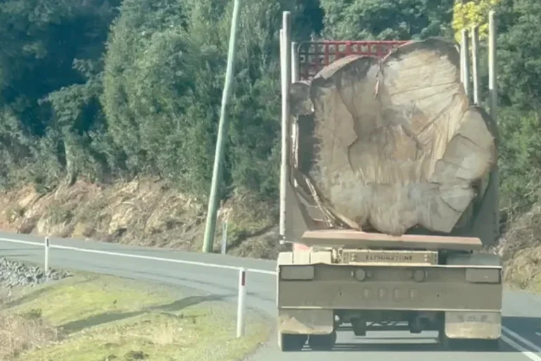 felled tree tasmania