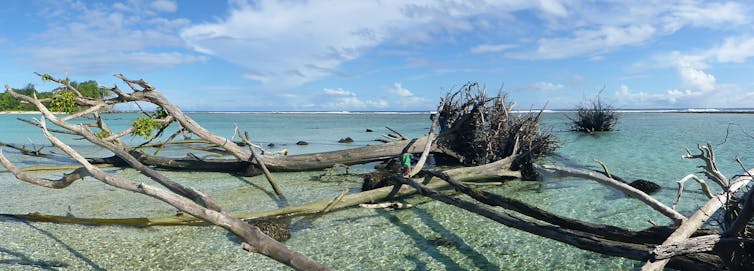 A photo showing uprooted trees in tropical waters of the Solomon Islands.