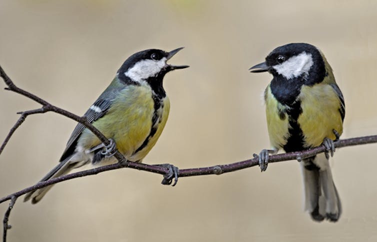 deux mésanges sur une branche