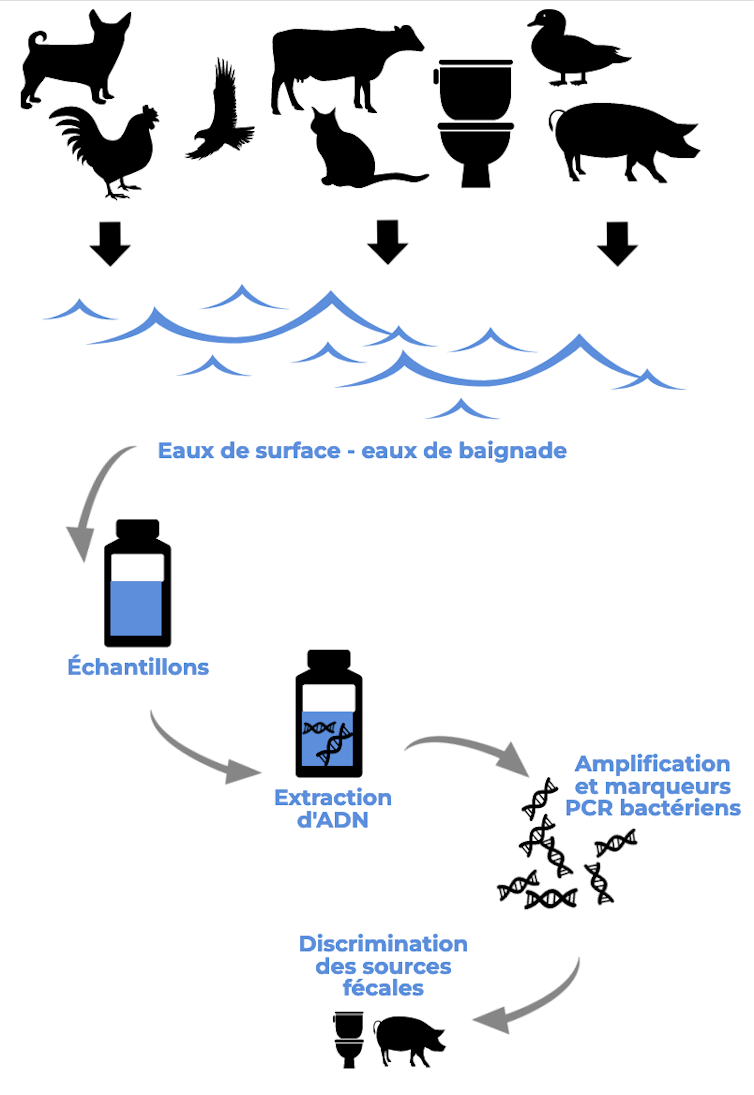 infographic describing the method: sampling, DNA extraction, DNA amplification and bacterial markers, source discrimination