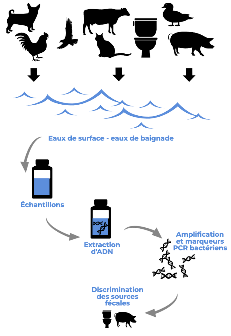 infographie décrivant la méthode : échantillonage, extraction d’ADN, amplification d’ADN et marqueurs bactériens, discrimination de sources